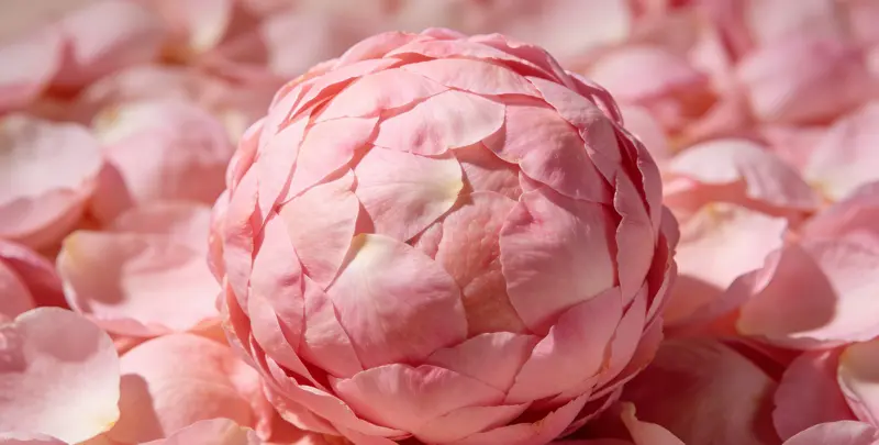 乳腺癌21基因mRNA表达分析图2